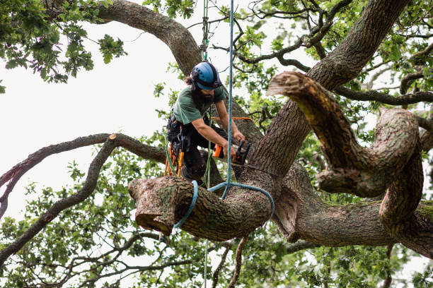 Best Arborist Consultation Services  in Nanawale Estates, HI