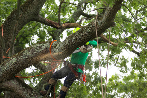 Best Utility Line Clearance  in Nanawale Estates, HI